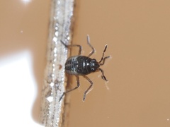Microveliinae