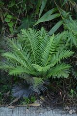 Blechnum brasiliense
