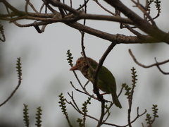 Psilopogon lineatus