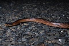 Suta nigriceps