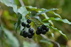 Ardisia quinquegona
