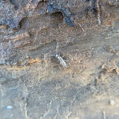 Entomobryomorpha