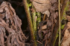 Blechnum brasiliense