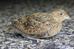 Turnix velox