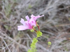 Pelargonium crispum