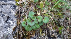 Saxifraga granulata