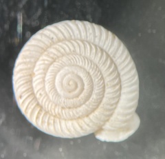 Polygyra