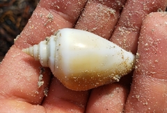 Laevistrombus canarium