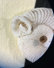 Polygyra
