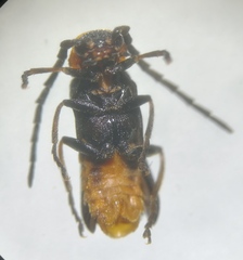 Silis ruficollis