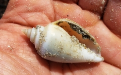 Laevistrombus canarium