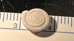 Polygyra
