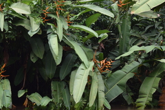 Heliconia latispatha image