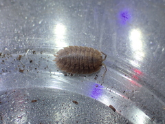 Porcellio