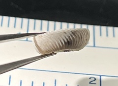 Polygyra