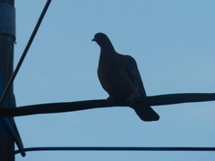 Patagioenas picazuro