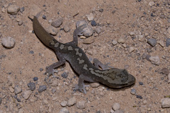 Diplodactylus