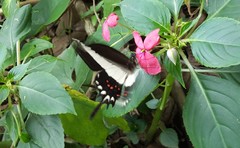 Heraclides hectorides