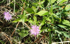Knautia integrifolia