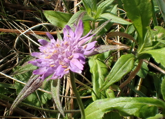 Knautia integrifolia
