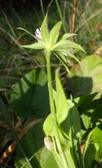 Knautia integrifolia