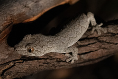 Strophurus intermedius