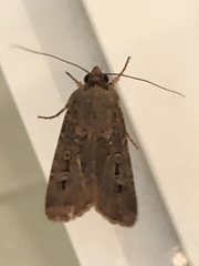 Agrotis