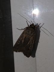 Agrotis