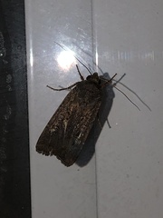 Agrotis