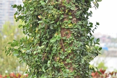 Ficus pumila