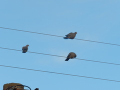 Patagioenas maculosa