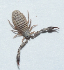 Chernetidae
