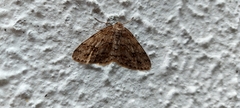 Pseudocoremia suavis