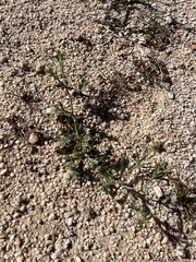 Lepidium lasiocarpum