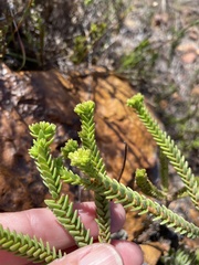 Oedera uniflora