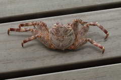 Grapsus tenuicrustatus