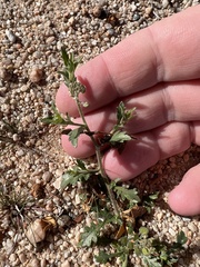 Lepidium lasiocarpum