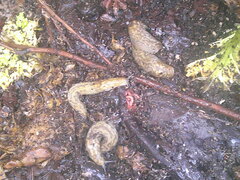 Limacus