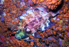 Cheilinus chlorourus