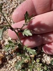 Lepidium lasiocarpum