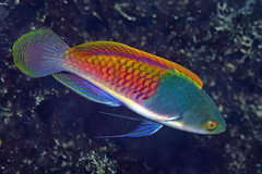 Blue-Scaled Fairy Wrasse photo 4
