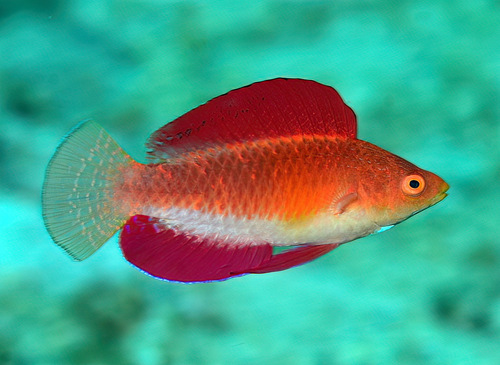 Redfin fairy wrasse (Cirrhilabrus rubripinnis) — Labridae — 3
