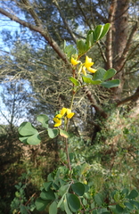 Coronilla valentina glauca