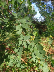 Coronilla valentina glauca
