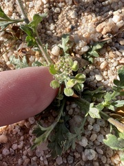 Lepidium lasiocarpum