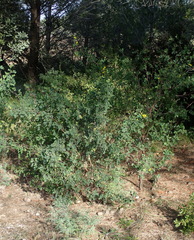 Coronilla valentina glauca