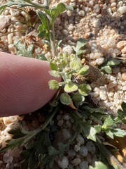Lepidium lasiocarpum