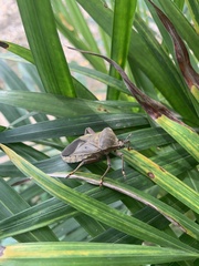Pachylis laticornis