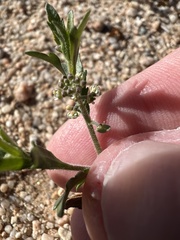 Lepidium lasiocarpum