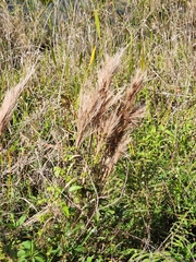 Andropogon glomeratus